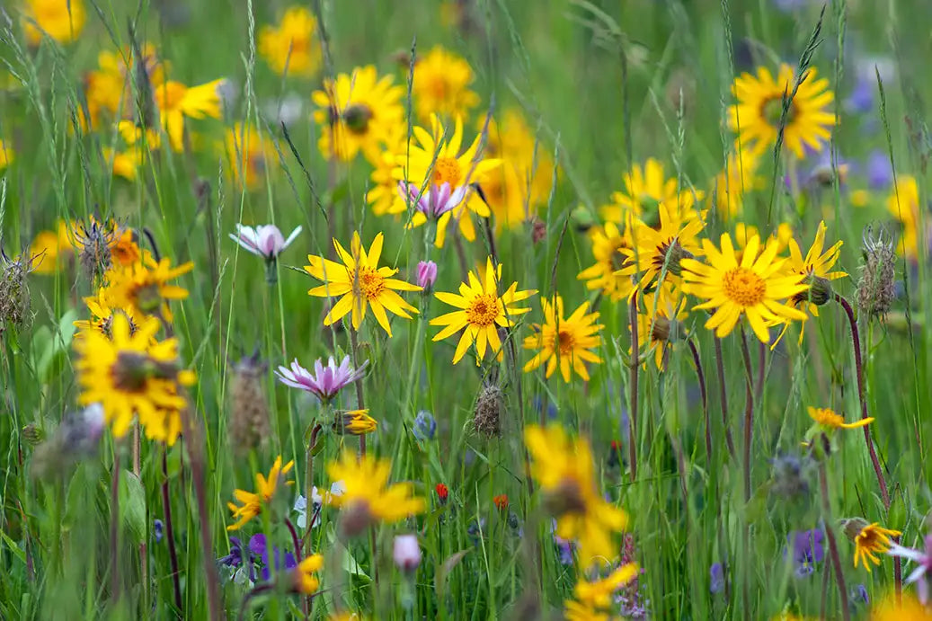 Un champ de fleurs jaune et violet 